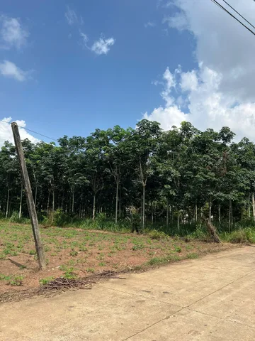 Bán Đất 300m2 có sẵn 100 m2 thổ cư giá 160 triệu tại - Chọn - Xã An Linh Huyện Phú Giáo Bình Dương