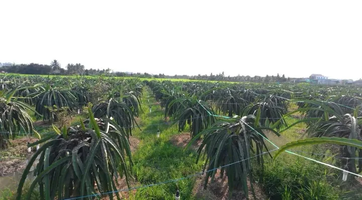 Bán Đất thổ cư 5x38,5 từ Nhựa Cao Thị Mai vào 100m về Trung Tâm Thị Trấn Tân Trụ 300m Tân Trụ Tây Ninh