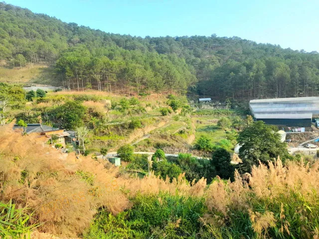 Bán đất sổ riêng view đệp đồi thông gần nhiều khu checkin trung tâm Đà Lạt