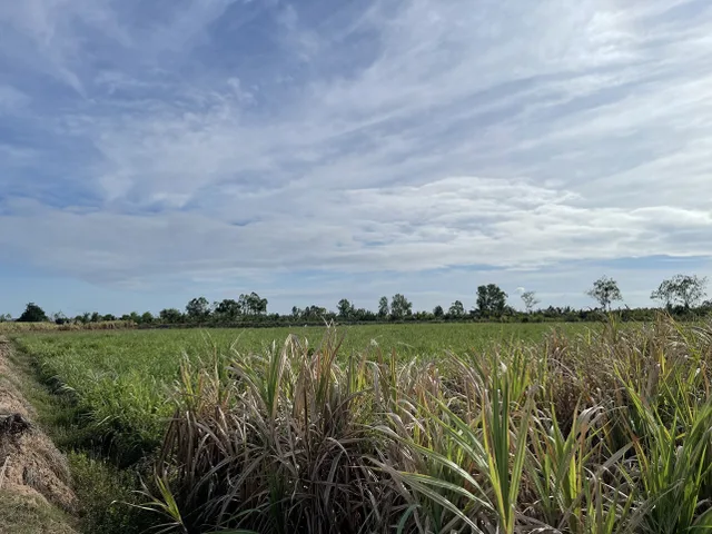 Bán Đất 30000m2 giá 160 triệu/1000m2 tại Xã An Thạnh Nam Huyện Cù Lao Dung Sóc Trăng