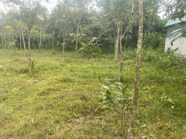 Bán Đất 5071m2 giá 4.5 tỷ tại Thị trấn Dầu Tiếng Huyện Dầu Tiếng Bình Dương