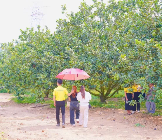 Bán đất vườn bưởi Bàu Bàng – 250m², sổ riêng
