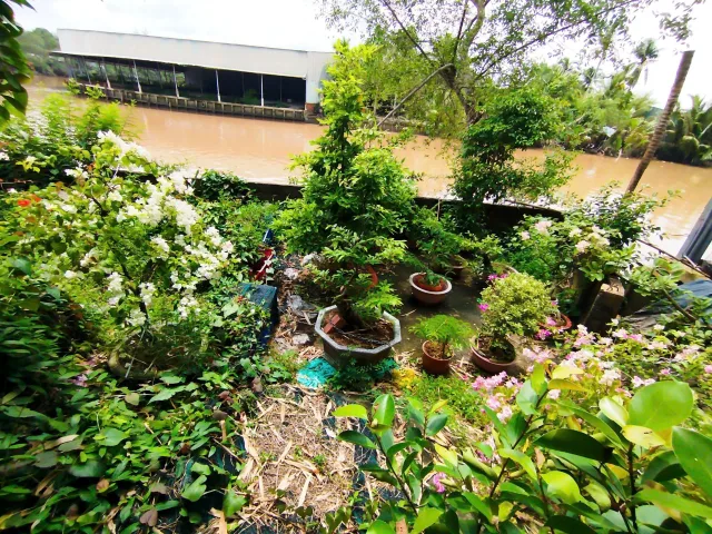 Bán Đất 197m2 có sẵn 155 m2 thổ cư giá 650 triệu tại - Chọn - Xã Tân Hội Huyện Mỏ Cày Nam Bến Tre