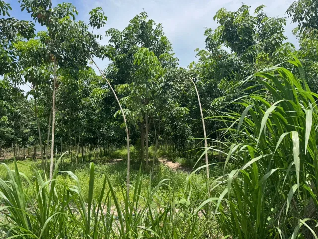 Bán Đất 1000m2 giá 350 triệu tại -Tân Thạnh - Xã Tân Phú Tây Ninh