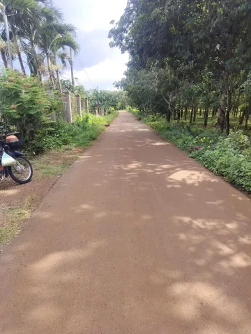 Bán Đất có 50m thổ đang trồng tiêu với sầu riêng giá tốt