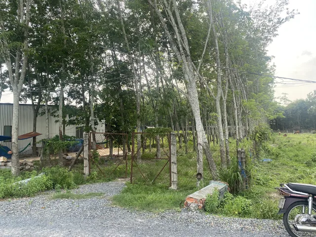 Bán Đất 3800m2 giá 6 tỷ tại - Chọn - Xã An Nhơn Tây Huyện Củ Chi TP. Hồ Chí Minh ( có sẵn trang trại heo)