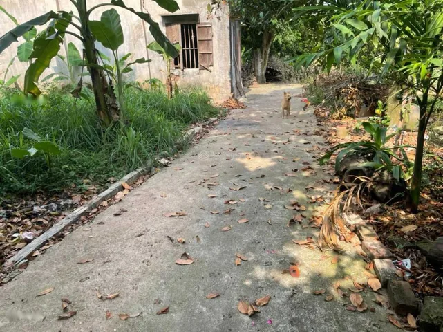 Đất thổ cư sđcc nằm trong đê. Xã Đông Hội Huyện Đông Anh Hà Nội. Qui hoạch đẹp toàn phần.