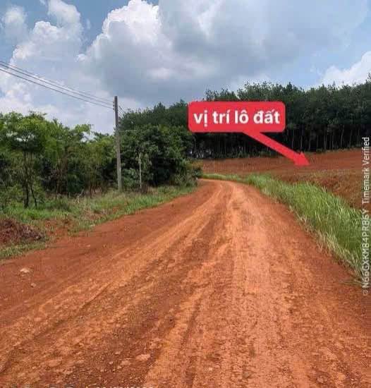 Bán Đất 6000m2 giá 1.6 tỷ tại Xã Tân Lợi Huyện Đồng Phú Bình Phước