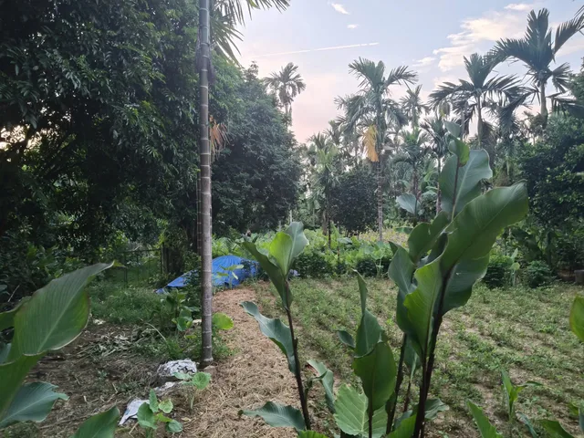 HÀNG F0 - DÂN CẮT BÁN GIÁ ĐẦU TƯ TẠI BA VÌ!