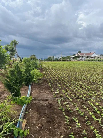 Bán nhanh 3,1 sào hẻm pê tông tân hội, lâm đồng