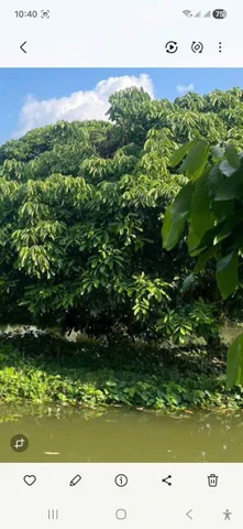 BÁN VƯỜN NHÃN THUỘC PHƯỜNG LONG HƯNG, QUẬN Ô MÔN