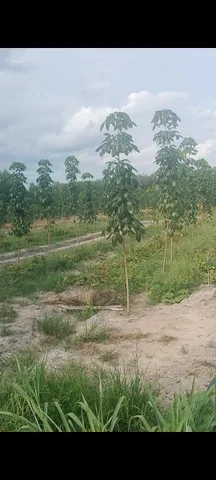 Bán Đất 100000m2 giá 2.6 tỷ tại Xã Tân Hiệp Huyện Hớn Quản Bình Phước