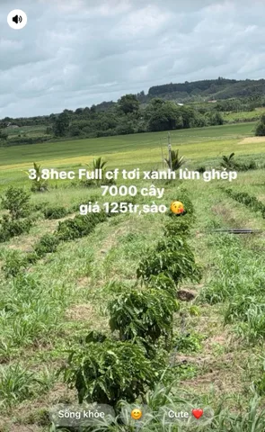 Bán Đất 4000m2 giá 4.7 tỷ tại - Chọn - Xã Nam Dong Lâm Đồng