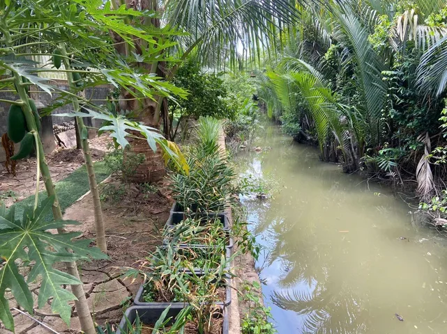 Bán Đất 2654m2 có sẵn 300 m2 thổ cư giá 20 tỷ tại Xã Phú Nhuận Thành phố Bến Tre Bến Tre