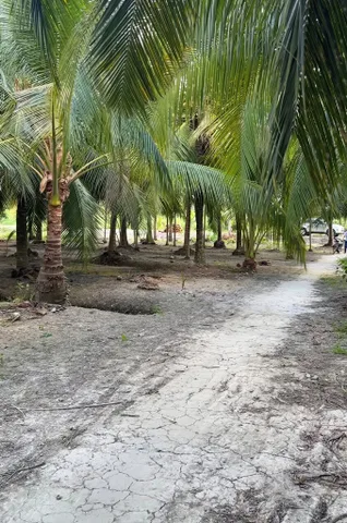 Bán Đất 7100m2 giá 100 triệu/1000M2 tại Xã Đại Ân 1 Huyện Cù Lao Dung Sóc Trăng