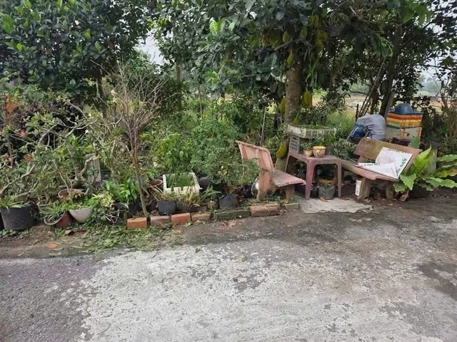 Bán Đất Mặt Tiền Đường Lê Thị Hởi Xã Tân Thông Hội Huyện Củ Chi TP. Hồ Chí Minh