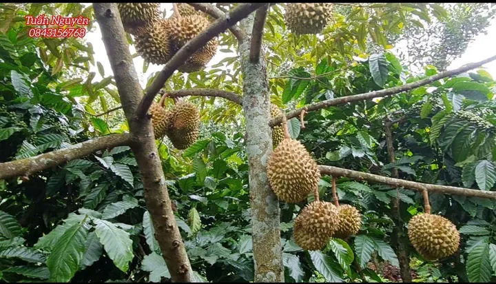 Bán Đất 3797m2 có sẵn 100 m2 thổ cư giá 3 tỷ tại  Nam Ban Lâm Hà