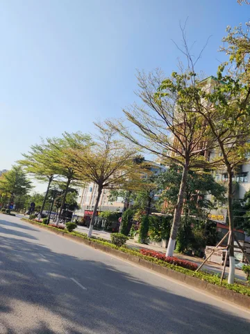 E Điệp 0395777369, Cần bán lô ODV mặt đường Lạc Long Quân, Kinh Bắc, Bắc Ninh, Mt 9m Dt 315m2 Giá 36 Tỷ