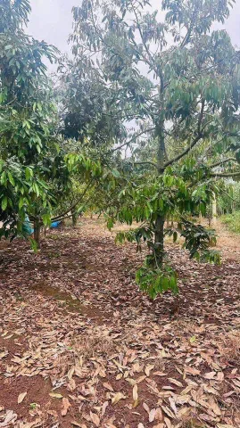 Bán Đất 273.3m2 có sẵn 40 m2 thổ cư giá 1.61 tỷ tại Phường Thiện An Thị xã Thị Xã Buôn Hồ Đắk Lắk