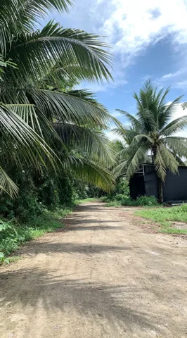 Cho thuê Đất 6000m2 có sẵn 300 m2 thổ cư giá 15 triệu tại Phường Phú Tân Thành phố Bến Tre Bến Tre