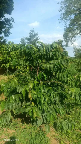 💥 BÁN RÃY VỊ TRÍ ĐẸP THÔN 3, XÃ HÒA TIẾN (KRÔNG PẮC) – DỰNG SỔ 7 SÀO 5 (THỰC TẾ 1HA) – ĐIỆN NƯỚC ĐẦY ĐỦ, Ô TÔ TẬN NƠI – GIÁ 2 TỶ 200 TRIỆU 💥