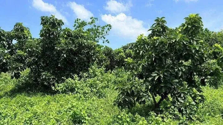 🔥 SIÊU PHẨM NHÀ VƯỜN GẦN BIỂN PHƯỚC HẢI - 3.000M² - CHỈ 3,5 TỶ