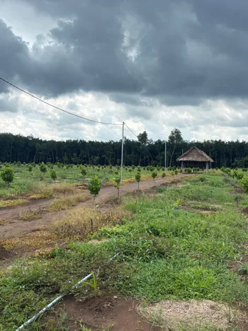 Bán Đất 3000m2  tặng nhà vườn mít đỏ giá 700tr ngay chợ rất thuận tiện , sổ riêng