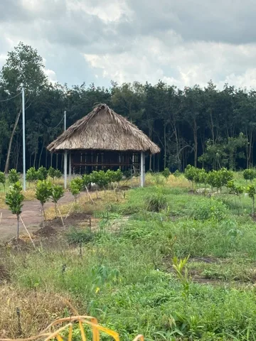 Bán Đất 3000m2  tặng nhà vườn mít đỏ giá 700tr ngay chợ rất thuận tiện , sổ riêng