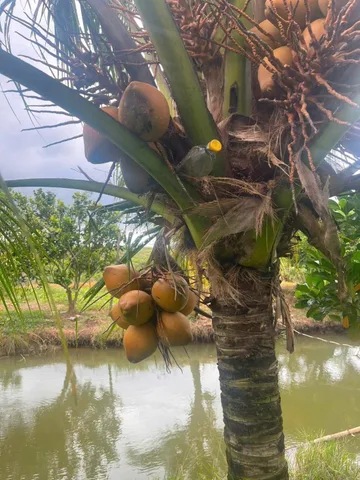BDS HVL 📍Đất Hồ Tràm - Tp.HCM (Phước Tân, Xuyên Mộc, BRVT)