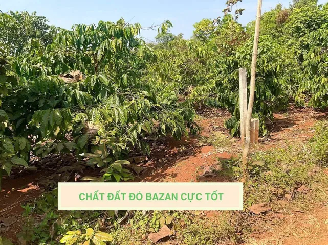 Bán Đất 234.2m2 có sẵn 60 m2 thổ cư giá 239 triệu tại Xã Quảng Hiệp Huyện Cư M'gar Đắk Lắk