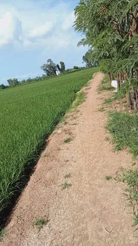 Bán Đất 6300m2 có sẵn 460 m2 thổ cư giá 2.3 tỷ tại Xã Bình Nghị Huyện Gò Công Đông Tiền Giang