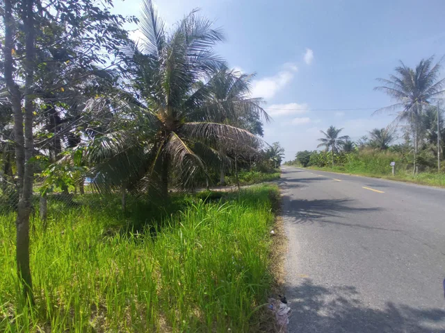 Cho thuê Đất 5700m2 giá 30 triệu tại Xã Phong Nẫm Huyện Giồng Trôm Bến Tre