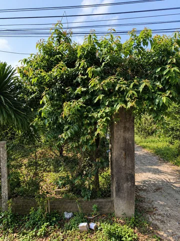 Bán đất thôn nam yên 📌📌📌Làm việc trực tiếp giá tốt !!!