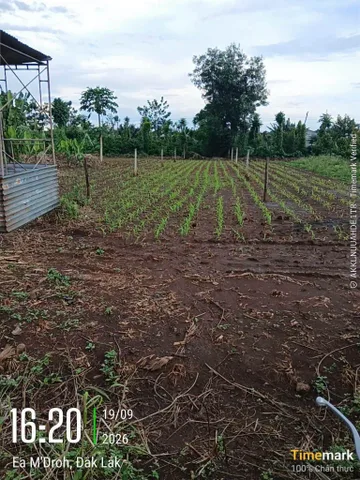 Bán Đất 296.1m2 có sẵn 60 m2 thổ cư giá 510 triệu tại Xã Ea M'nang Huyện Cư M'gar Đắk Lắk