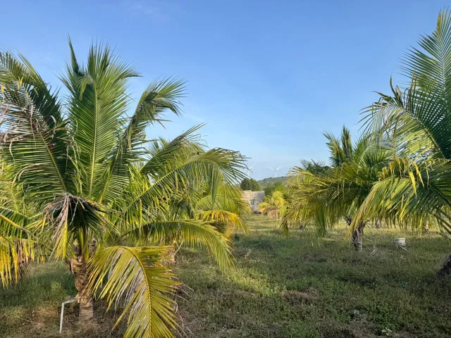 Bán đất 1765m vườn dừa đường Hồ Quang Cảnh, Thiện Nghiệp giáp Sun Group