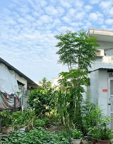 [L3037*] Bán Đất Thổ Cư Đường 59 An Hội Tây Sát Chợ Thạch Đà, 7.x Tỷ