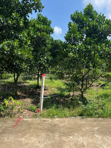 Bán Đất 213m2 có sẵn 100 m2 thổ cư giá 345 triệu tại Xã An Thái Huyện Phú Giáo Bình Dương