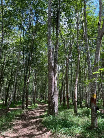 Bán Đất 378.7m2 có sẵn 262.6 m2 thổ cư giá 1.85 tỷ tại Phường Hòa Lợi Thị xã Bến Cát Bình Dương