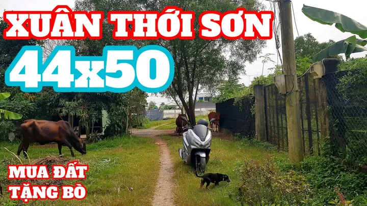 💥Bán Đất 2000m2 giá 8trieu 1m² nhánh Đường Dương Công Khi Xã Tân Thới Nhì Huyện Hóc Môn TP. Hồ Chí Minh