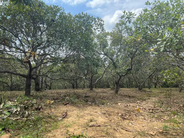 BÁN GẤP 1.1 HÉC TA (10.700M2) ĐẤT VƯỜN ĐIỀU GIÁ SIÊU RẺ TẠI XÃ EA NUÔL (TÂN HÒA CỦ), BUÔN ĐÔN – CÓ SUỐI SAU ĐẤT – GIÁ CHỈ 67 TRIỆU/SÀO (RẺ HƠN GIÁ NHÀ NƯỚC)