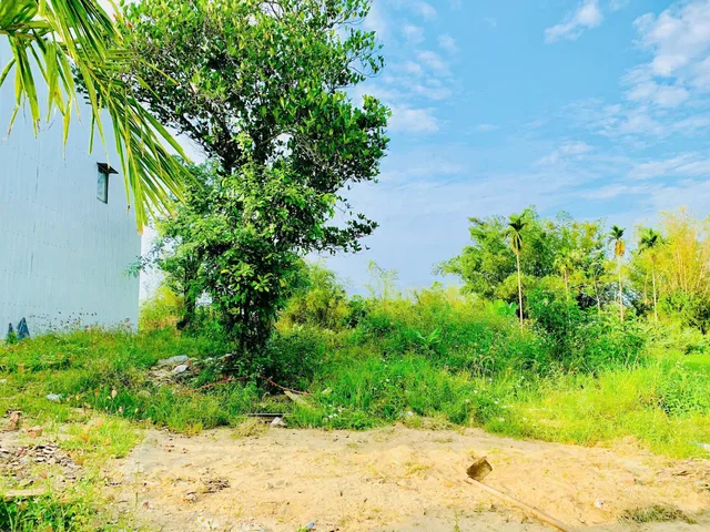 GẶP LÀ MÊ: LÔ ĐẤT "CHỮA LÀNH" 3 MẶT VIEW LÚA SÁT HỘI AN – 300M² (MT 14M) - OTO TẬN NƠI .