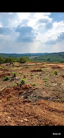 bán đất trồng điều ghép 4 tháng tuổi 11874m2 giá 2.3 tỷ tại Xã Phú Trung Tỉnh Đồng Nai