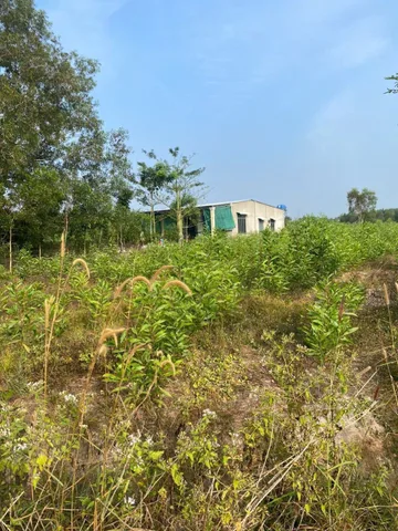 Bán Đất 5.371m2 giá 2.1 tỷ tại Xã Tân Lâm.28.5×200