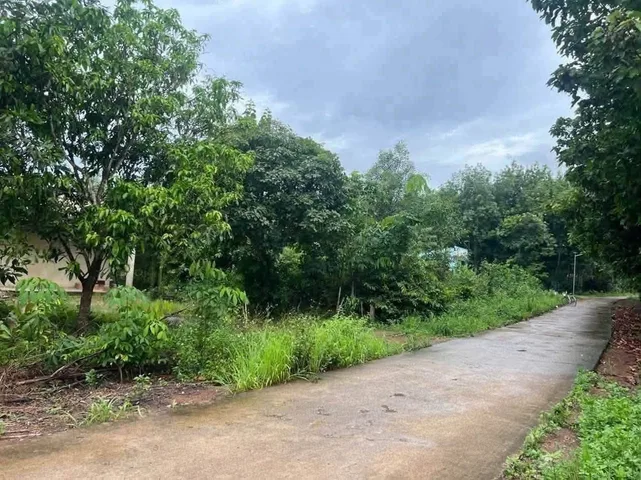 Cần bán vườn điều gần 2.500m2 đất lên được thổ cư, đường rộng, dân xung quanh giá rẻ
