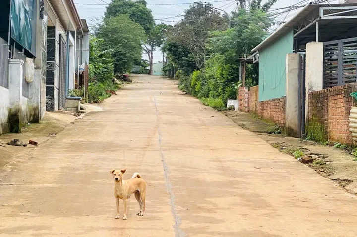 Bán Đất 58m2 có sẵn 58 m2 thổ cư giá 790 triệu tại Đường Bùi Dự Phường Hoa Lư Thành phố Pleiku Gia Lai