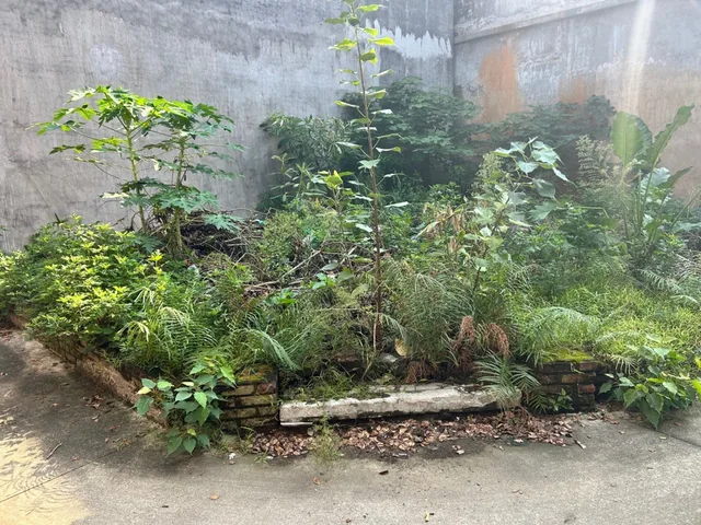 BÁN ĐẤT LÔ GÓC - TRẦN NGẠN HÚC - ( KIM THIỀU) PHÙ KHÊ - TỪ SƠN 61M² - GIÁ 1.8 TỶ - NGÕ RỘNG THÔNG THOÁNG - GIÁ ĐẦU TƯ..!