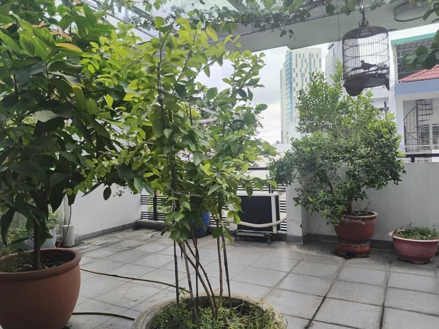 Đường lớn nhà HXH Bùi Hữu Nghĩa, P.2, Bình Thạnh, 6.1x15m, 4 tầng, chỉ 18 tỷ