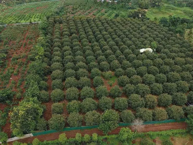 Bán Đất 17000m2 giá 14 tỷ tại Xã Tân Lập Huyện Krông Búk Đắk Lắk