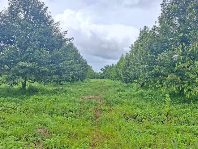 Bán Đất 60000m2 giá 15 tỷ tại Xã Ea Wer Huyện Buôn Đôn Đắk Lắk