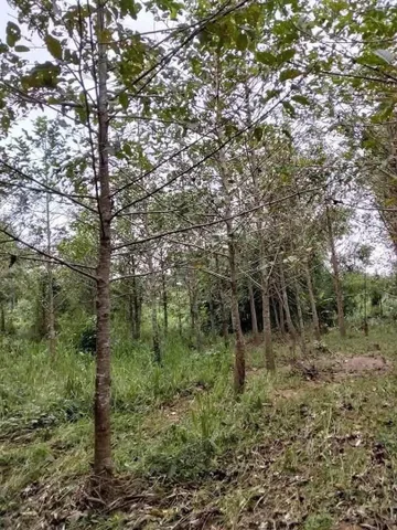 Bán Đất 503.8m2 giá 100 triệu tại Xã Ea Khal Huyện Ea H'leo Đắk Lắk